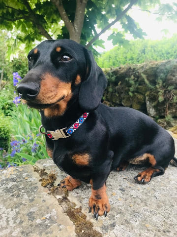 Whimsical Pooch Dog Collar Set